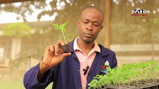 Ebirungi eby’Okukola mu Kukuuma Ensigo, Transplanting, n’Okutandikawo Amaseru ag’omulembe / Best Practices in Seedling Care, Transplanting & Modern Nursery Management